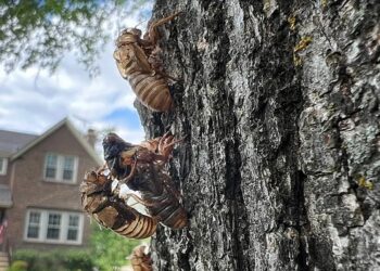 The Enchanting Cicada Phenomenon: Nature’s Spectacle and Culinary Intrigue in the United States