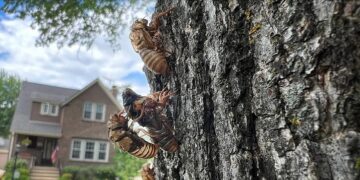 The Enchanting Cicada Phenomenon: Nature’s Spectacle and Culinary Intrigue in the United States