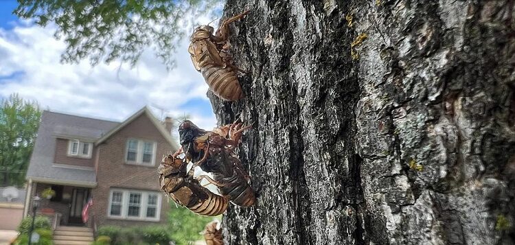 The Enchanting Cicada Phenomenon: Nature’s Spectacle and Culinary Intrigue in the United States