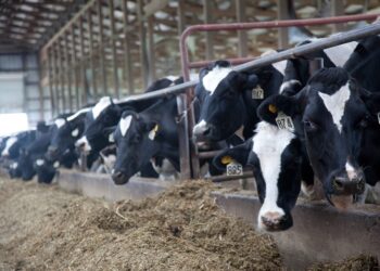 Revolutionizing the Dairy Industry: Edge Dairy Farmer Cooperative’s Maestro Program