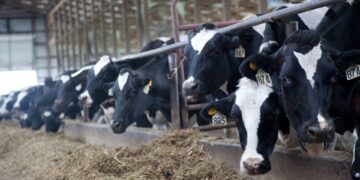 Revolutionizing the Dairy Industry: Edge Dairy Farmer Cooperative’s Maestro Program