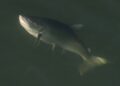 Canada to Ban Open-Net Salmon Farms in British Columbia by 2029
