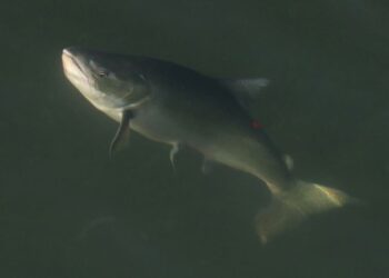 Canada to Ban Open-Net Salmon Farms in British Columbia by 2029