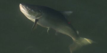 Canada to Ban Open-Net Salmon Farms in British Columbia by 2029