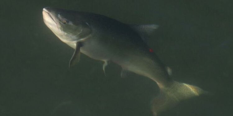 Canada to Ban Open-Net Salmon Farms in British Columbia by 2029