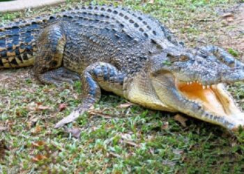 Girl (12) missing – probably killed by crocodile