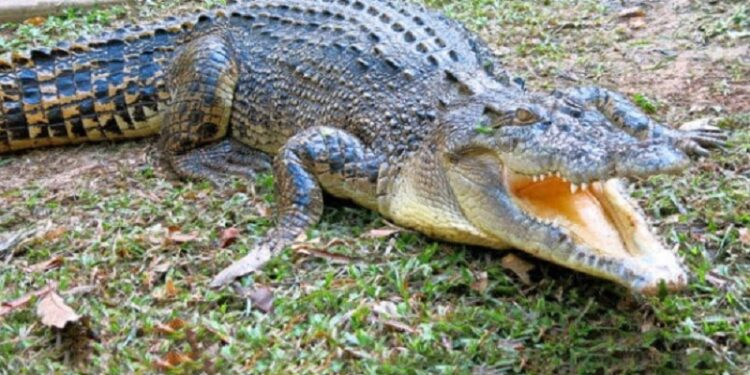 Girl (12) missing – probably killed by crocodile
