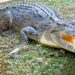 Girl (12) missing – probably killed by crocodile