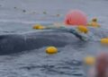 Australians Rescue Humpback Whale from Net, Face Hefty Fine