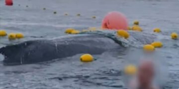Australians Rescue Humpback Whale from Net, Face Hefty Fine