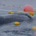Australians Rescue Humpback Whale from Net, Face Hefty Fine